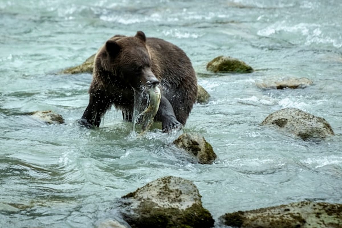 A bear with salmon, showing how salmon support the entire food web