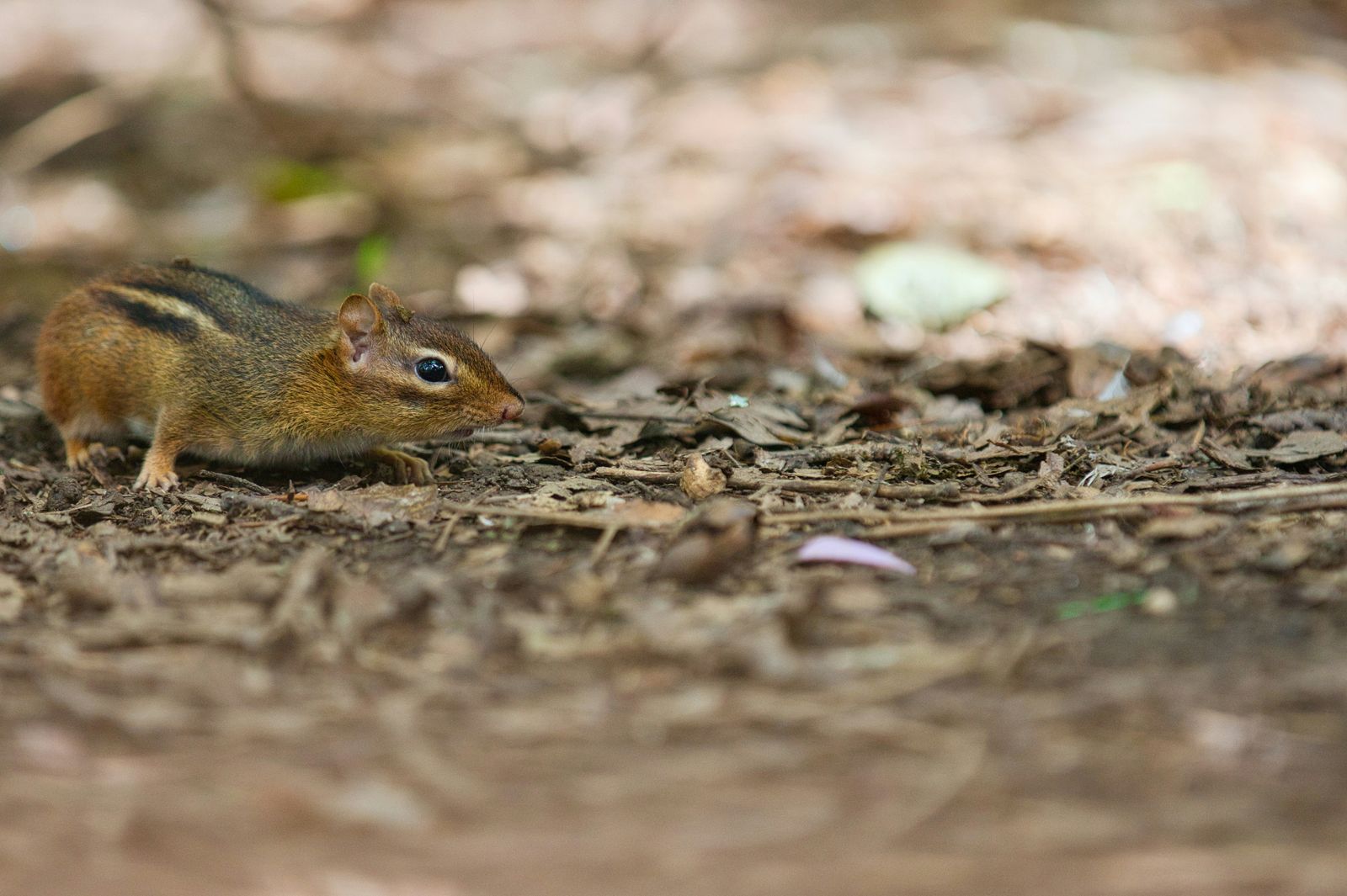 Townsend’s chipmunk