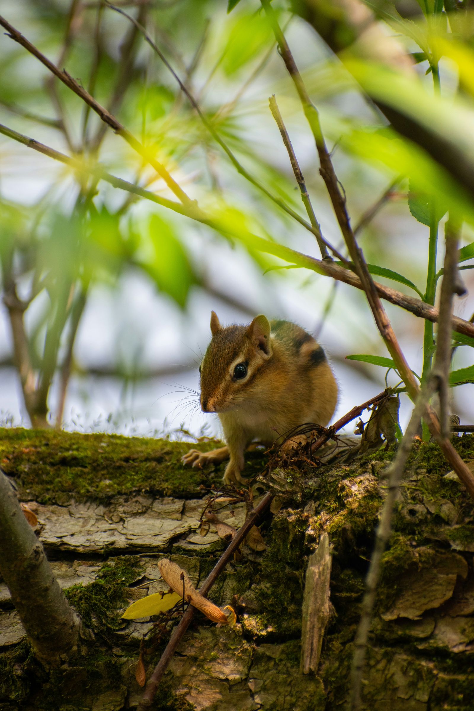 Townsend’s chipmunk