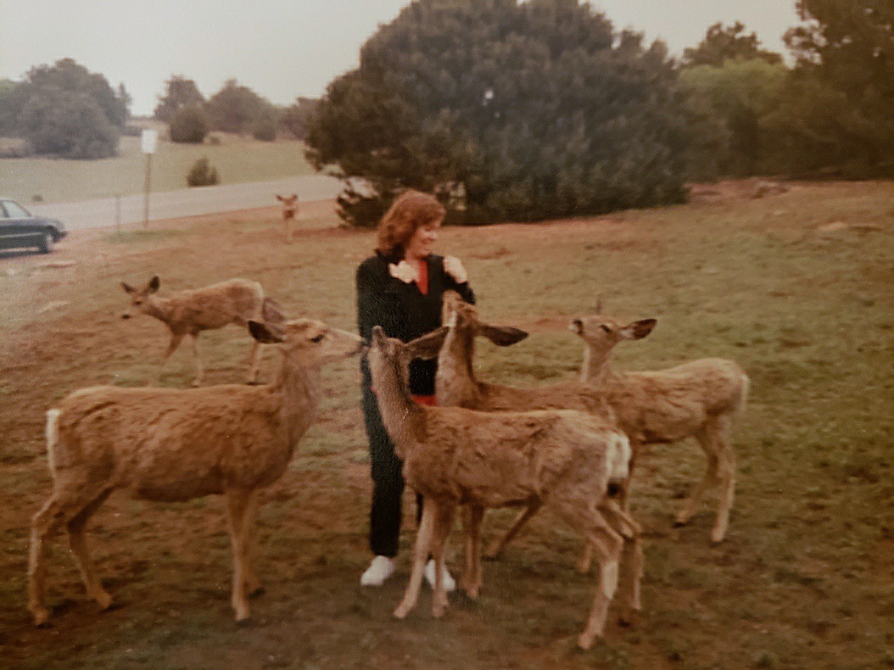 Person feeding deer