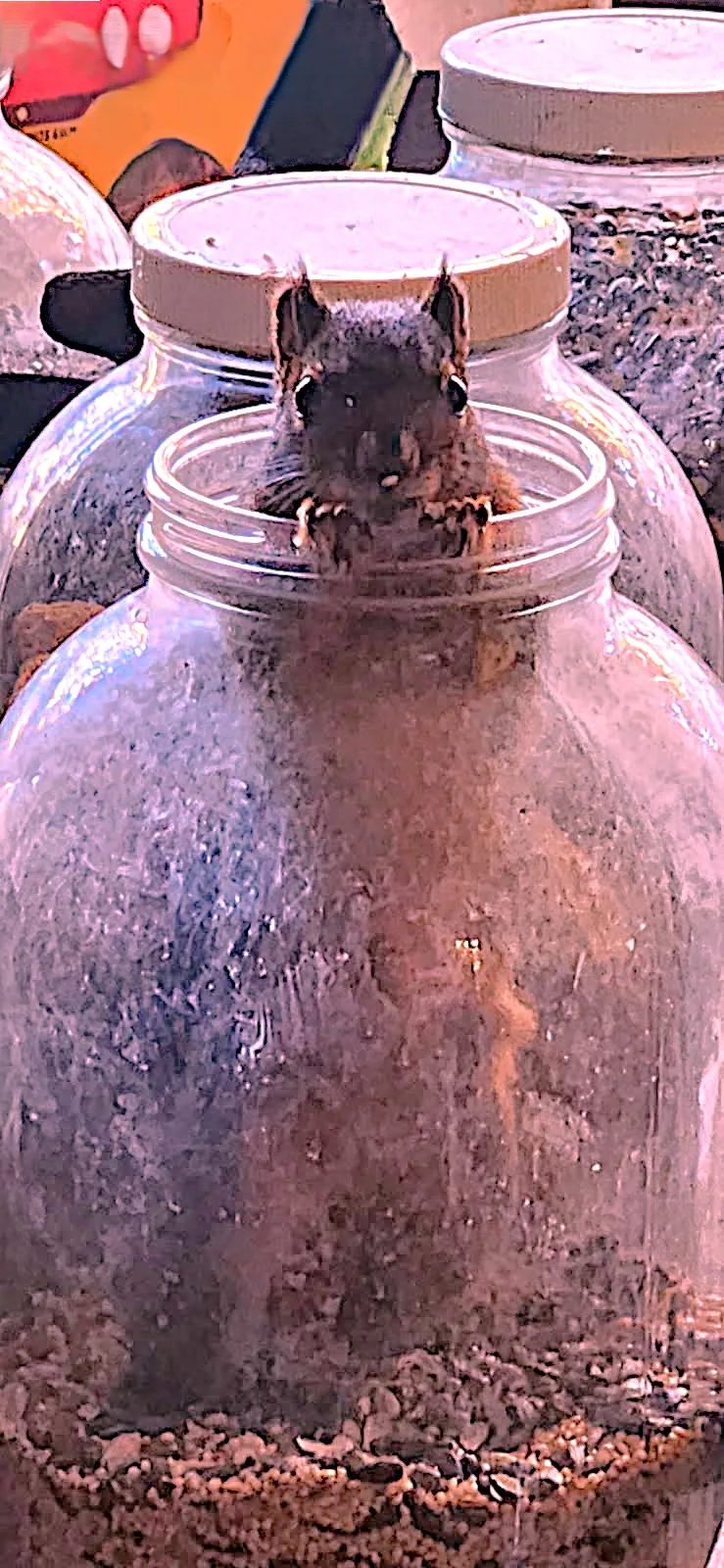 Douglas squirrel enjoying supplemental food in a jar