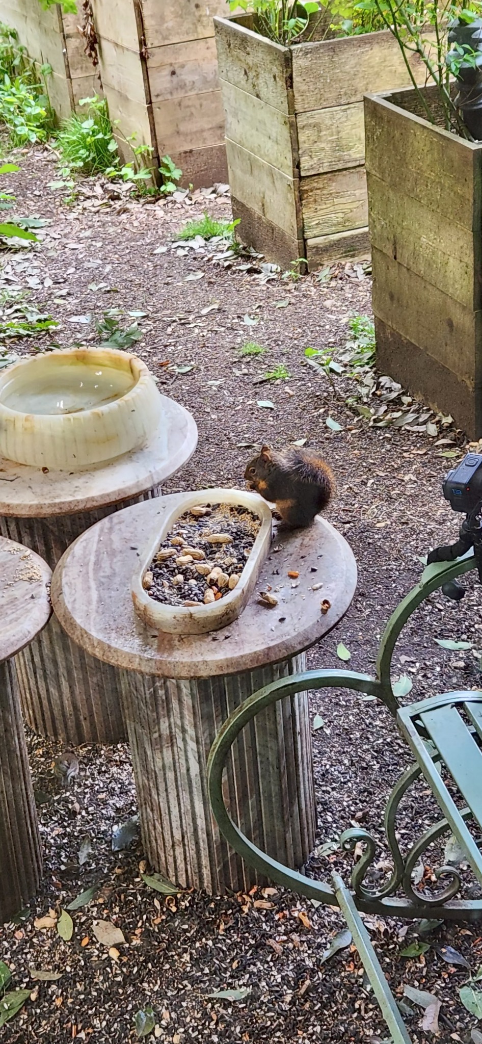 Douglas squirrel eating seeds on a platform