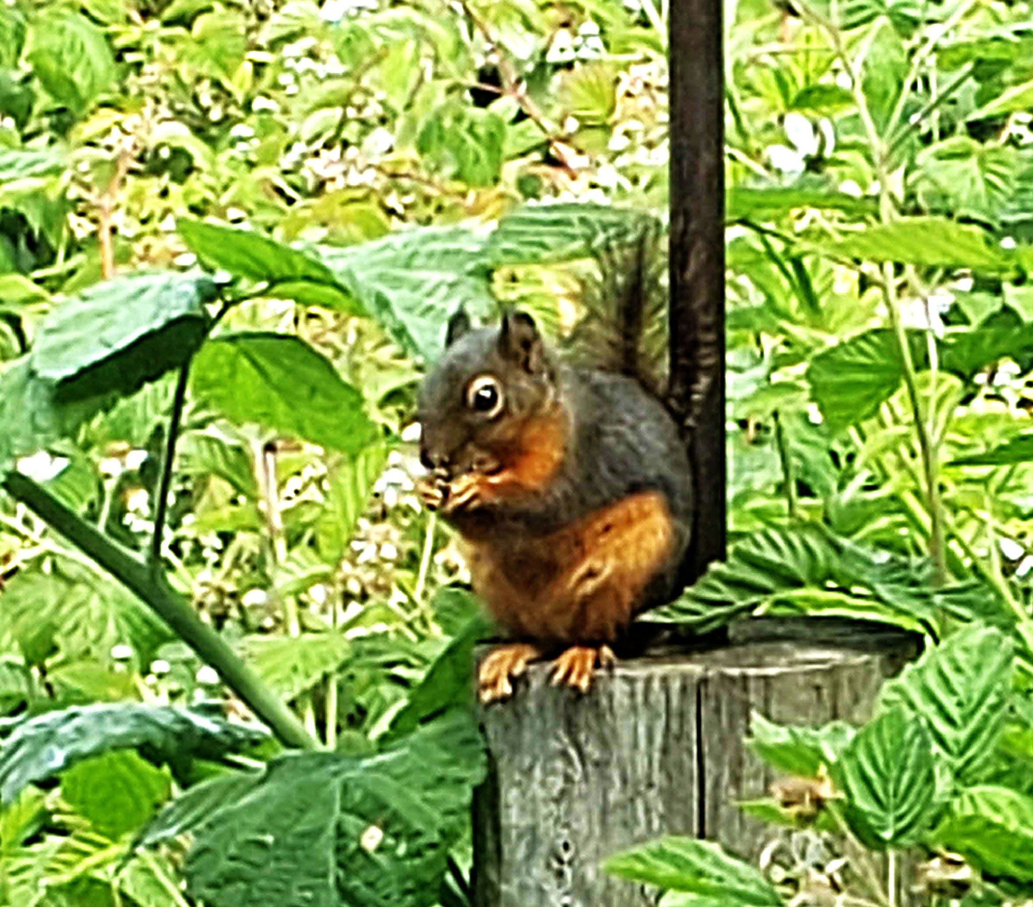 Douglas squirrel portrait