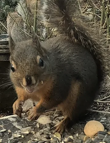 Douglas squirrel at a Habitat for Nature feeding station