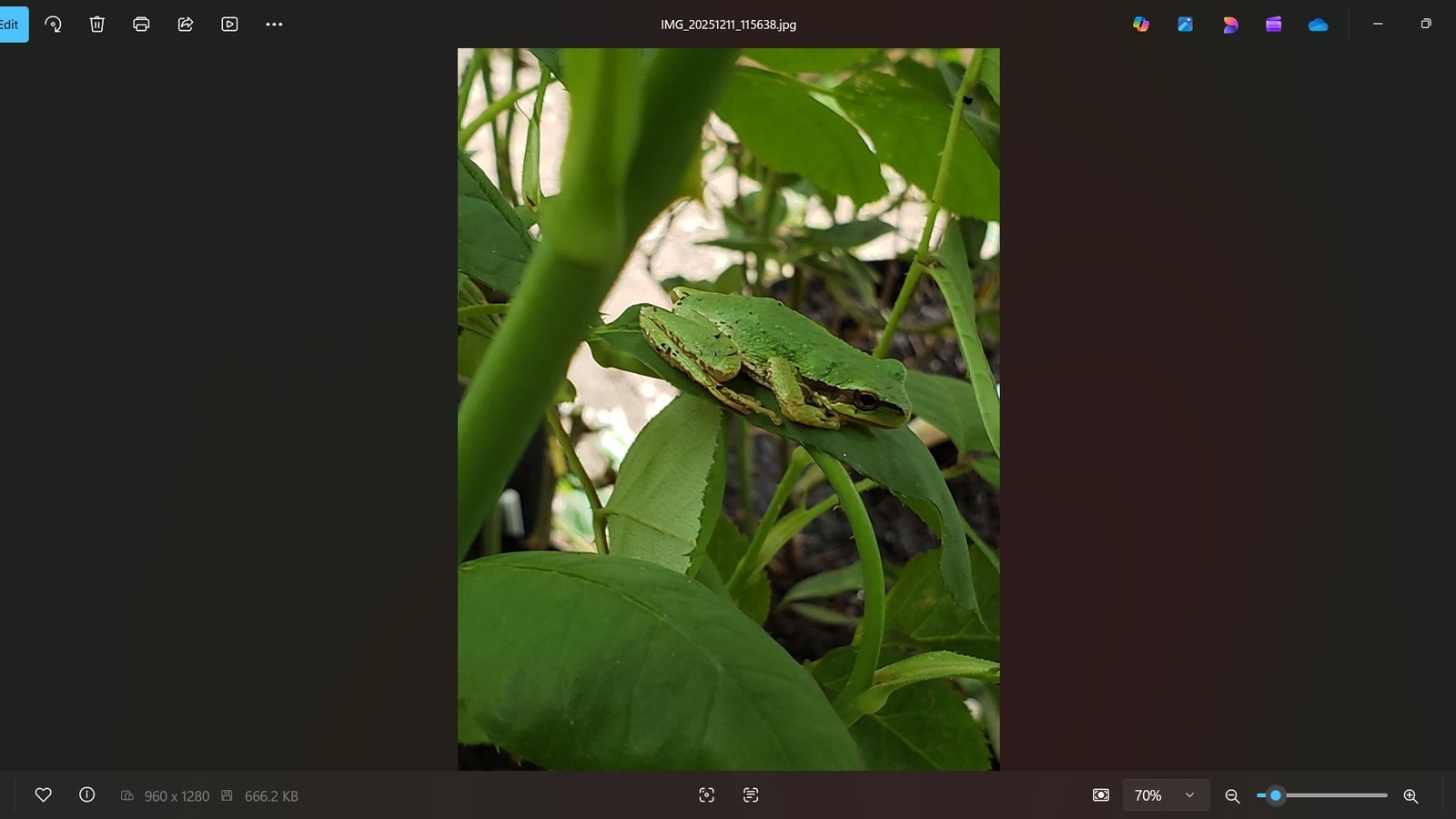 Pacific tree frog resting on native foliage