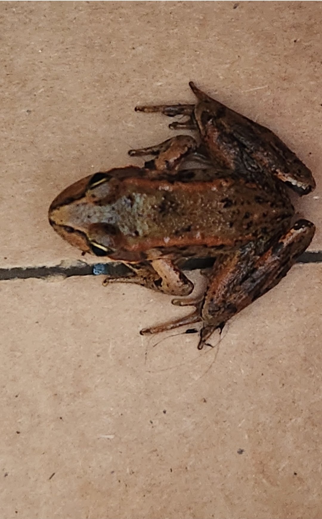 Northern red-legged frog (Rana aurora)