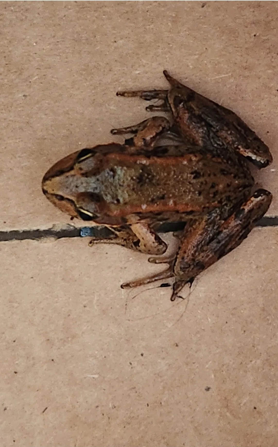 Northern red-legged frog (Rana aurora)