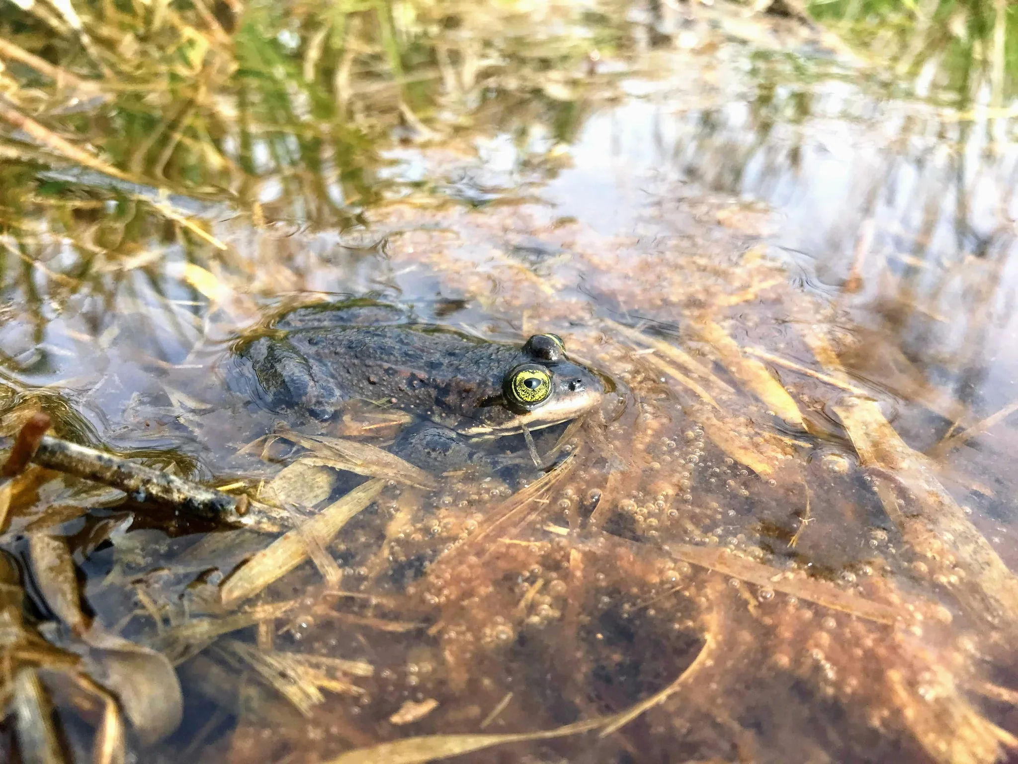 Northern spotted frog in shallow water