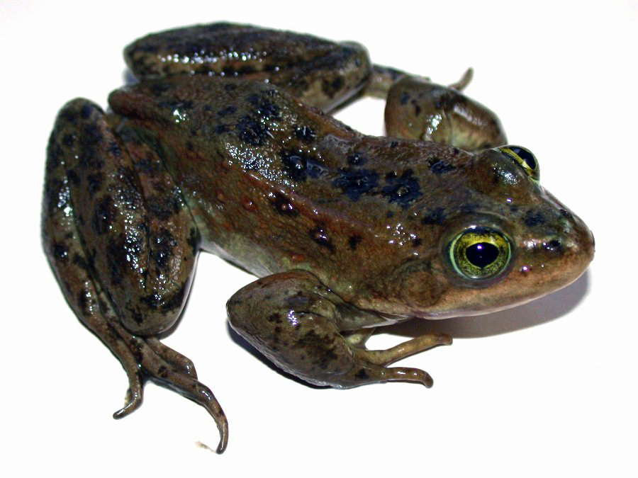 Northern spotted frog on white background