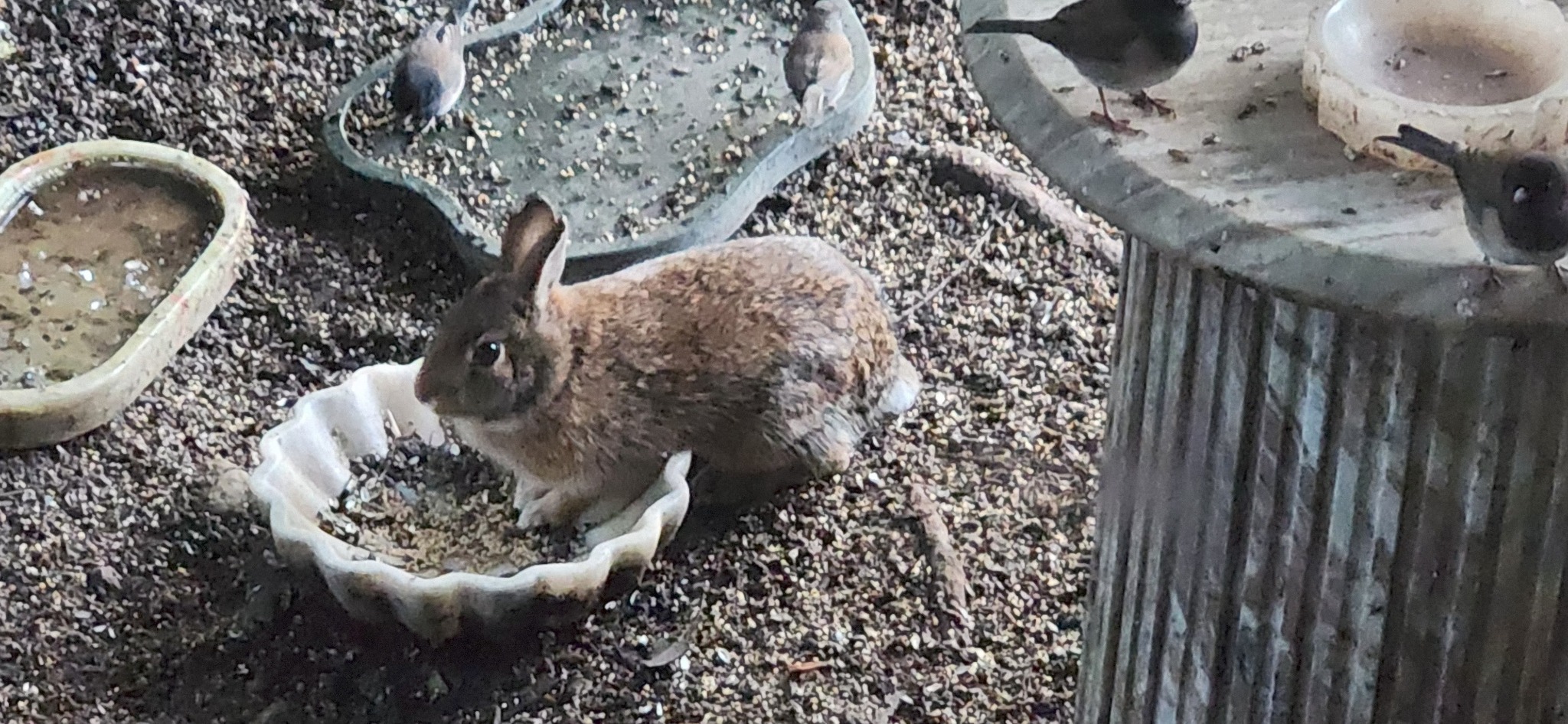 Nuttall’s cottontail rabbit feeding