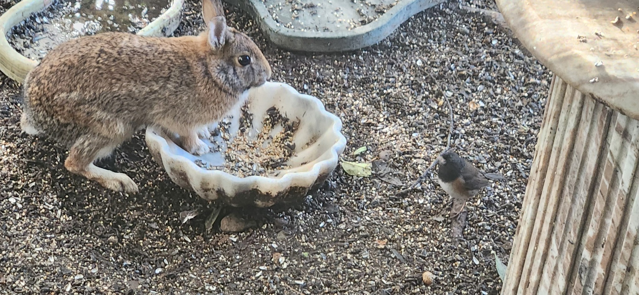 Nuttall’s cottontail rabbit close-up