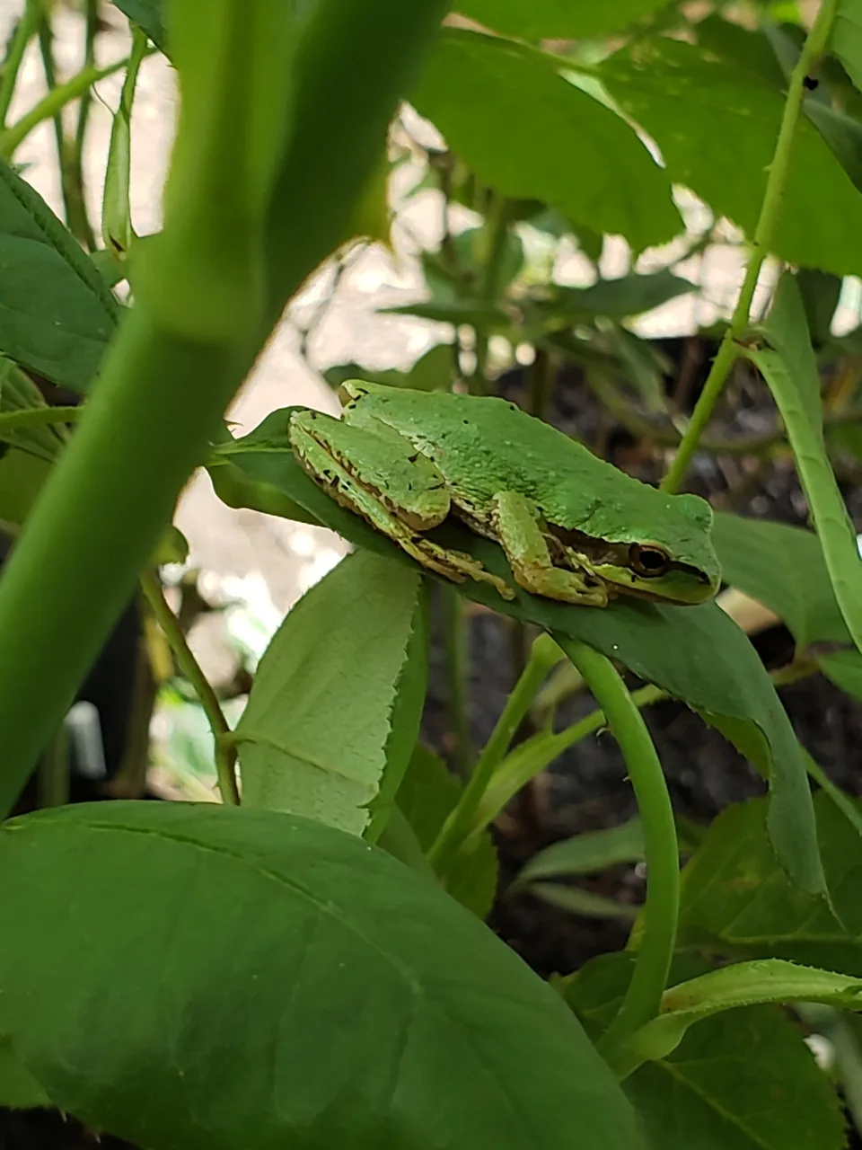 Pacific chorus frog resting on leaves