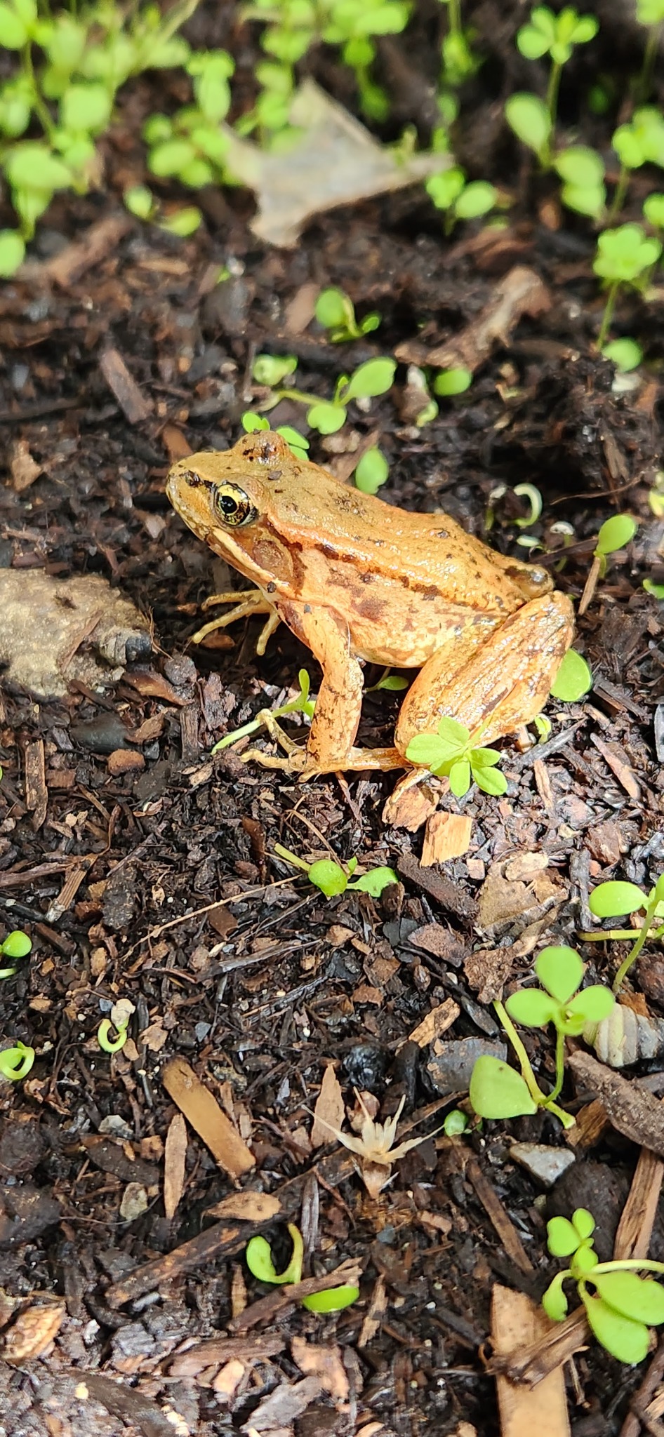 Orange Pacific chorus frog in sunlight