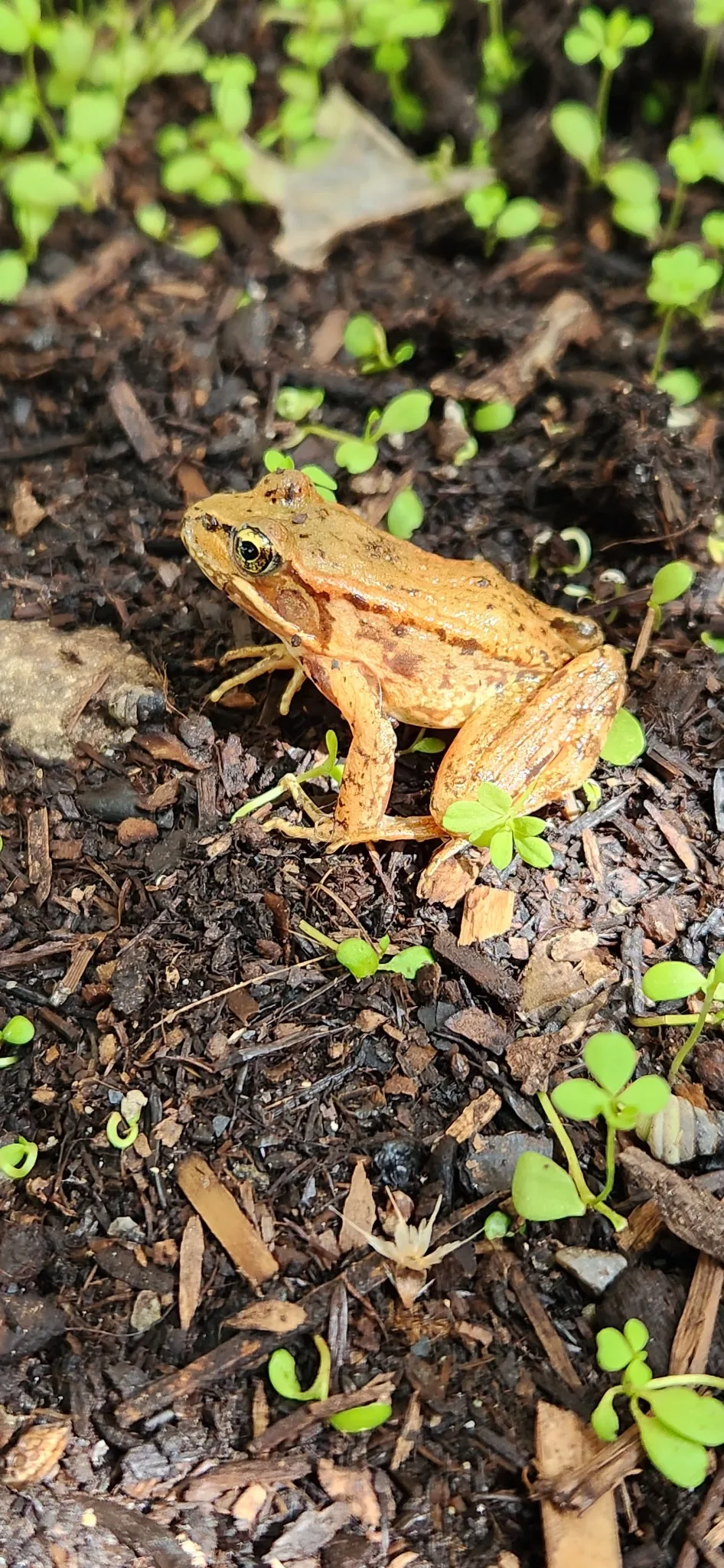 Orange Pacific chorus frog in sunlight