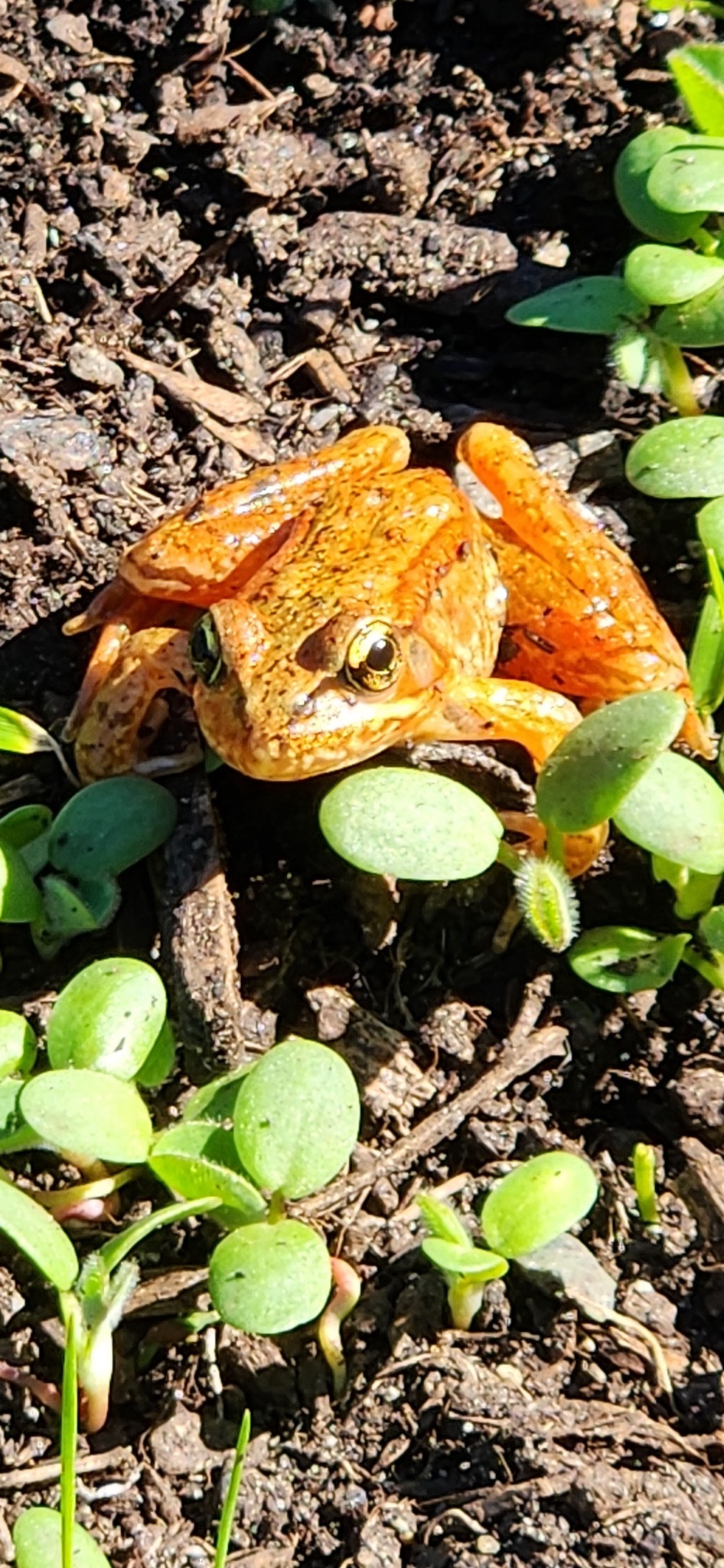 Green Pacific chorus frog resting on leaves