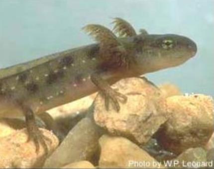 Rough-skinned newt larva underwater