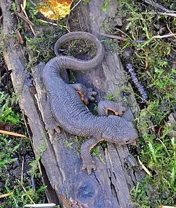 Rough-skinned newt on forest debris and moss