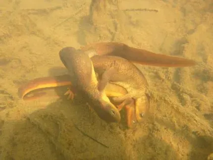 Rough-skinned newts underwater during breeding season