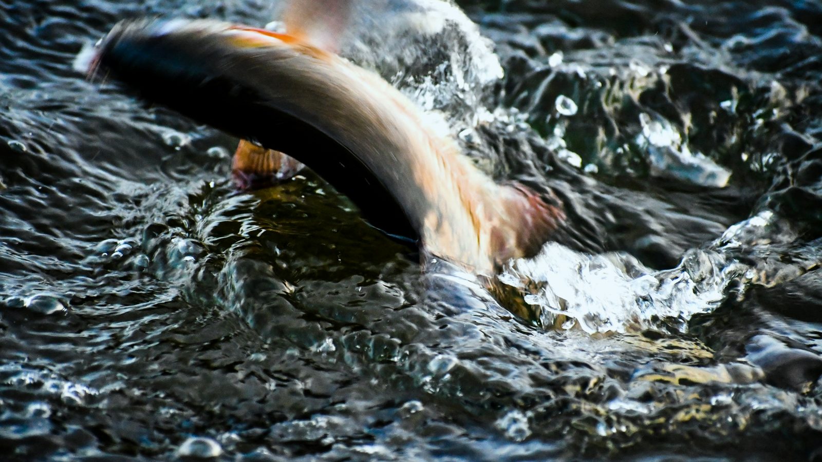 Salmon moving through shallow stream water