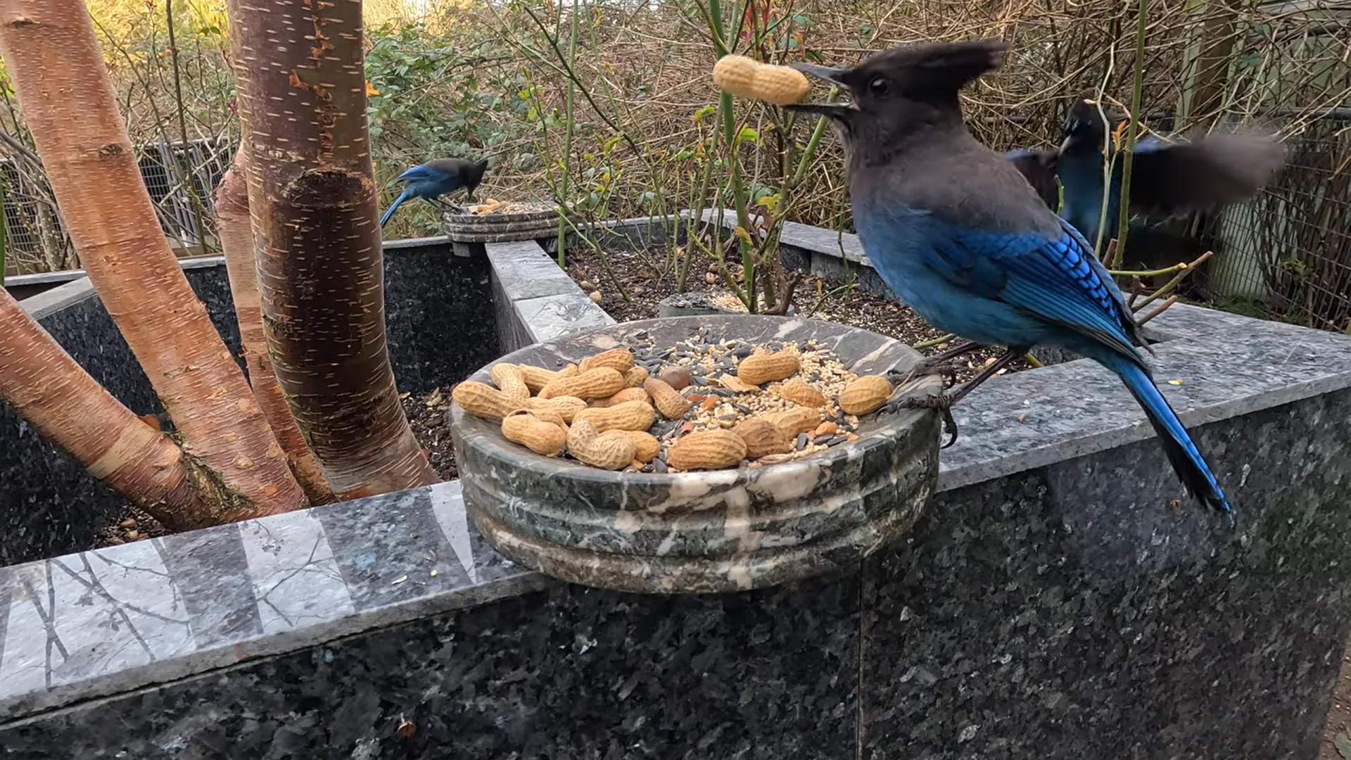 Steller’s Jay holding a peanut