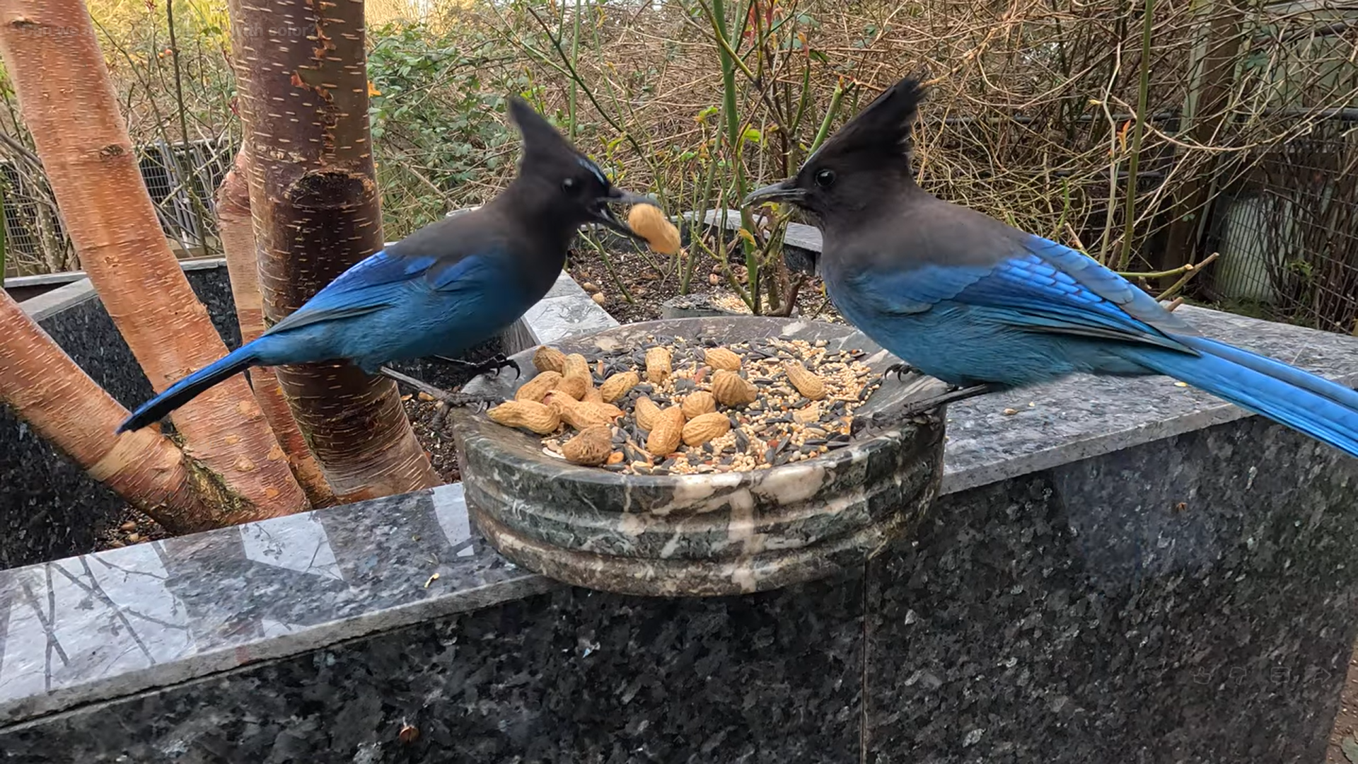 Two Steller’s Jays at feeder