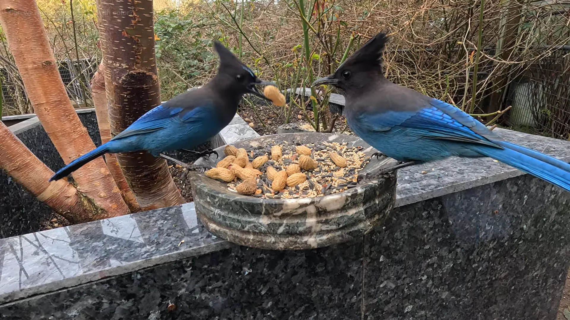 Two Steller’s Jays at feeder