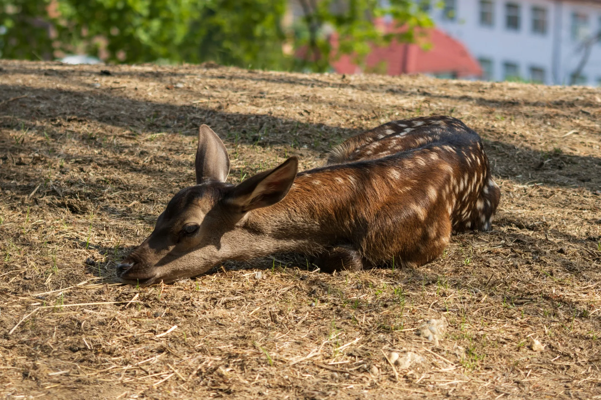 Young deer resting in restored woodland habitat